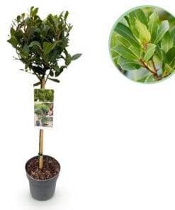 Laurus Nobilis - Plant Op Stam - Terras Plant - Bladhoudend - Pot 19Cm Hoogte 90Cm