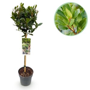 Laurierboom op stam (Laurus nobilis) – eetbare, wintergroene – pot 19 cm, ±90 cm
