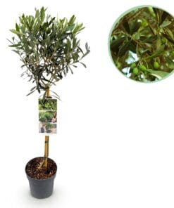Olea Europaea - Plant Op Stam - Terras Plant - Bladhoudend - Pot 19Cm Hoogte 90Cm