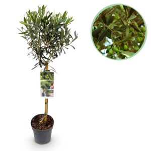 Olijfboom op stam (Olea europaea) – mediterrane terrasplant – pot 19 cm, ±90 cm