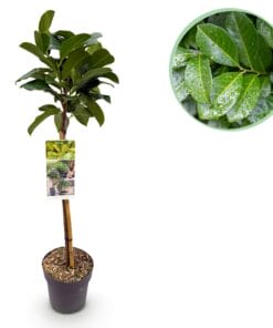 Prunus Lauroverasus Etna® - Plant Op Stam - Terras Plant - Bladhoudend - Pot 19Cm Hoogte 90Cm