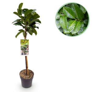 Portugese laurier op stam (Prunus laurocerasus 'Etna ') – compacte – pot 19 cm, ±90 cm