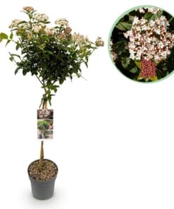 Viburnum Tinus - Plant Op Stam - Terras Plant - Bladhoudend - Pot 19Cm Hoogte 90Cm