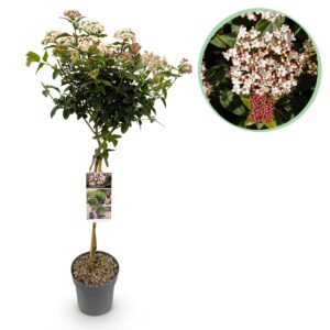 Viburnum tinus op stam – wintergroene stamvorm voor terras of balkon – pot 19 cm, ±90 cm