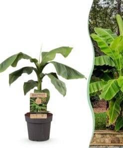 Japanse Vezelbanaan - Musa Basjoo - Winterhard - Pot 21Cm Hoogte 90Cm