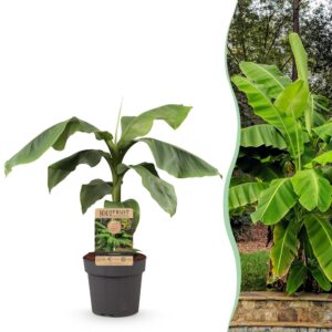 Japanse Vezelbanaan (Musa basjoo) – winterharde bananenboom – pot 21 cm, ±90 cm