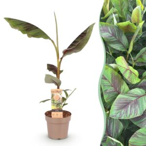 Japanse Vezelbanaan (Musa 'Ever Red') – winterharde bananenplant – pot 21 cm, ±90 cm