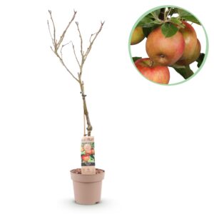 Appelboom Elstar (Malus domestica 'Elstar') – sappige rode-groene – pot 21 cm, ±90 cm