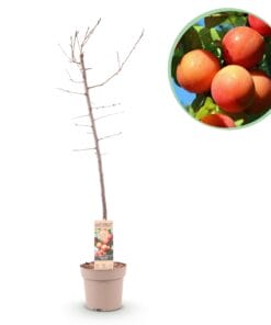 Pruimen Boom - Prunus Domestica Victoria - Fruitplant - Rode Pruim - Pot 21Cm Hoogte 90Cm