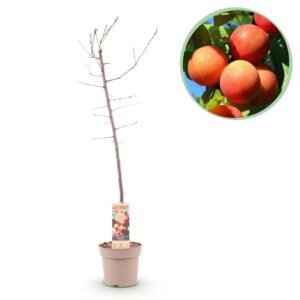 Pruimenboom Victoria (Prunus domestica 'Victoria') – zelfbestuivende – pot 21 cm, ±90 cm