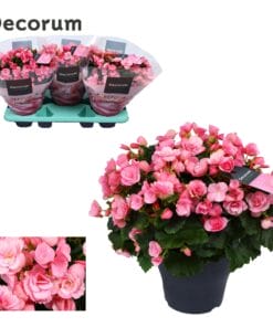 Begonia Betulia ''Candy'' Roze Decorum - Ø19Cm - ↕35Cm