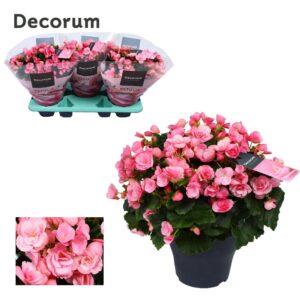Begonia Betulia 'Candy' Roze – rijkbloeiende kamerplant – ±19 cm