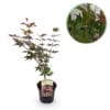 Japanse Esdoorn - Acer Palmatum Atropurpureum - Paars - Bladverliezend - Pot 19Cm Hoogte 70Cm