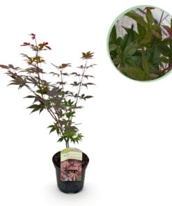 Japanse Esdoorn - Acer Palmatum Atropurpureum - Paars - Bladverliezend - Pot 19Cm Hoogte 70Cm