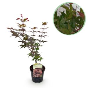 Japanse Esdoorn (Acer palmatum 'Atropurpureum') – diep paars blad – pot 19 cm, ±70 cm
