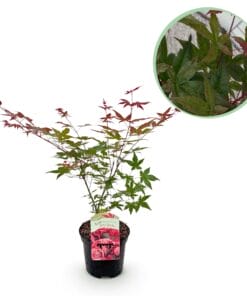 Japanse Esdoorn - Acer Palmatum Beni Maiko - Rood - Bladverliezend - Pot 19Cm Hoogte 70Cm