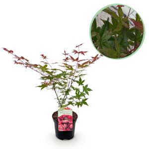 Japanse Esdoorn (Acer palmatum 'Beni Maiko') – met scharlakenrood – pot 19 cm, ±70 cm