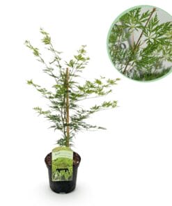 Japanse Esdoorn - Acer Palmatum Emerald Lace - Groen - Bladverliezend - Pot 19Cm Hoogte 70Cm