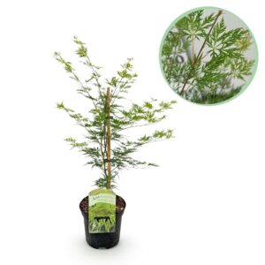 Japanse Esdoorn (Acer palmatum 'Emerald Lace') – fijn ingesneden blad – pot 19 cm, ±70 cm