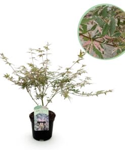 Japanse Esdoorn - Acer Palmatum Iyoshi - Roze - Bladverliezend - Pot 19Cm Hoogte 70Cm