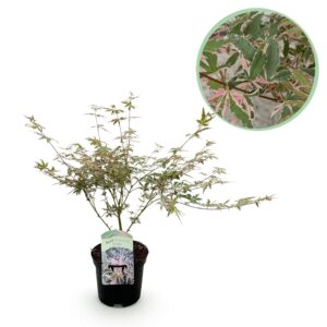 Japanse esdoorn (Acer palmatum 'Iyoshi') – spectaculaire herfstkleur – pot 19 cm, ±70 cm