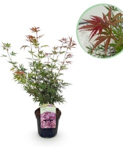 Japanse Esdoorn - Acer Palmatum Jerre Swarts - Donker Rood - Bladverliezend -  Pot 19Cm Hoogte 70Cm