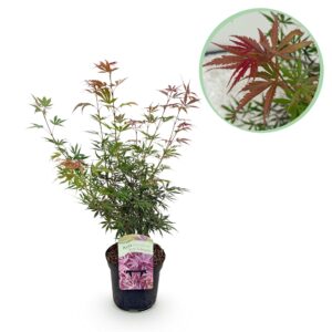 Japanse esdoorn (Acer palmatum 'Jerre Swarts') – donkerrood handvormig – pot 19 cm, ±70 cm