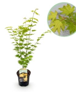 Japanse Esdoorn - Acer Palmatum Jordan - Geel - Bladverliezend - Pot 19Cm Hoogte 70Cm