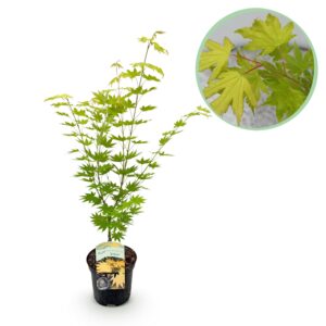 Japanse Esdoorn (Acer palmatum 'Jordan') – kleurrijke herfstboom – pot 19 cm, ±70 cm
