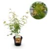 Japanse Esdoorn - Acer Palmatum Katsura - Oranje - Bladverliezend - Pot 19Cm Hoogte 70Cm