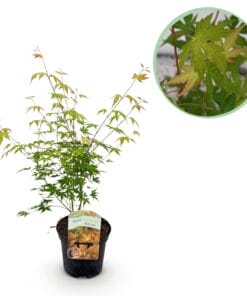 Japanse Esdoorn - Acer Palmatum Katsura - Oranje - Bladverliezend - Pot 19Cm Hoogte 70Cm