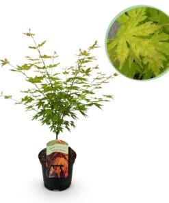 Japanse Esdoorn - Acer Palmatum Orange Dream - Oranje - Bladverliezend - Pot 19Cm Hoogte 70Cm