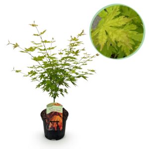 Japanse Esdoorn - Acer Palmatum Orange Dream - Oranje - Bladverliezend - Pot 19Cm Hoogte 70Cm