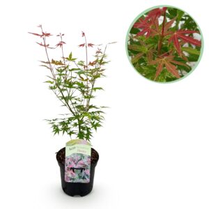Japanse Esdoorn - Acer Palmatum Phoenix - Roze - Bladverliezend - Pot 19Cm Hoogte 70Cm