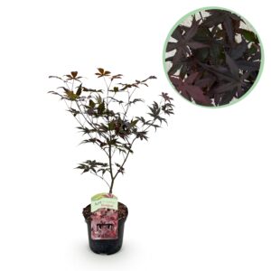 Japanse Esdoorn - Acer Palmatum Bloodgood - Rood - Bladverliezend - Pot 19Cm Hoogte 70Cm
