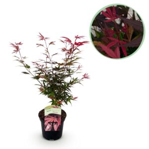 Japanse Esdoorn - Acer Palmatum Shaina - Rood - Bladverliezend - Pot 19Cm Hoogte 70Cm