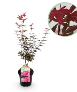 Japanse Esdoorn - Acer Palmatum Skeetsers Broom - Paars - Bladverliezend - Pot 19Cm Hoogte 70Cm