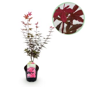 Japanse Esdoorn - Acer Palmatum Skeetsers Broom - Paars - Bladverliezend - Pot 19Cm Hoogte 70Cm