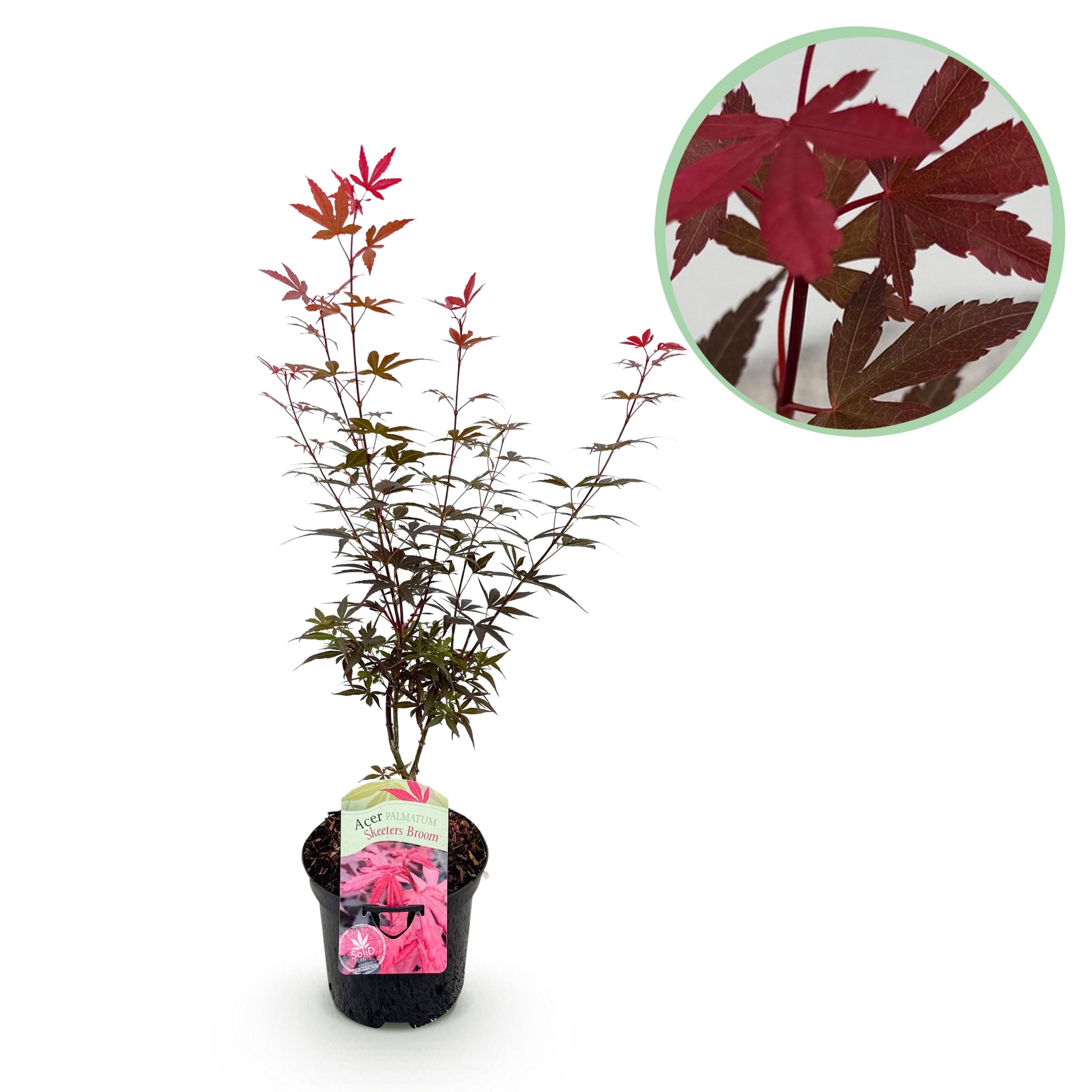 Japanse Esdoorn - Acer Palmatum Skeetsers Broom - Paars - Bladverliezend - Pot 19Cm Hoogte 70Cm
