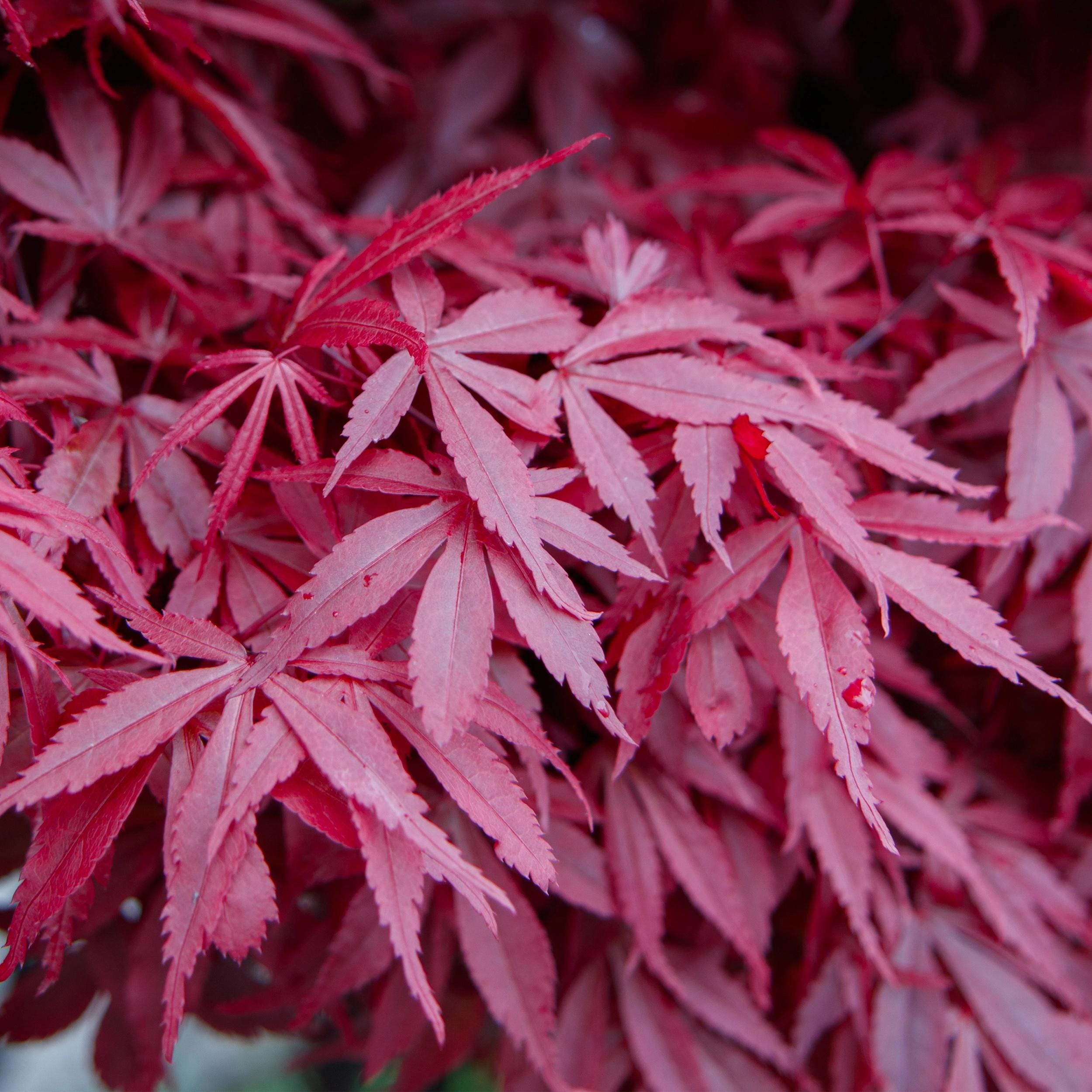 Japanse Esdoorn - Acer Palmatum Skeetsers Broom - Paars - Bladverliezend - Pot 19Cm Hoogte 70Cm - Afbeelding 4