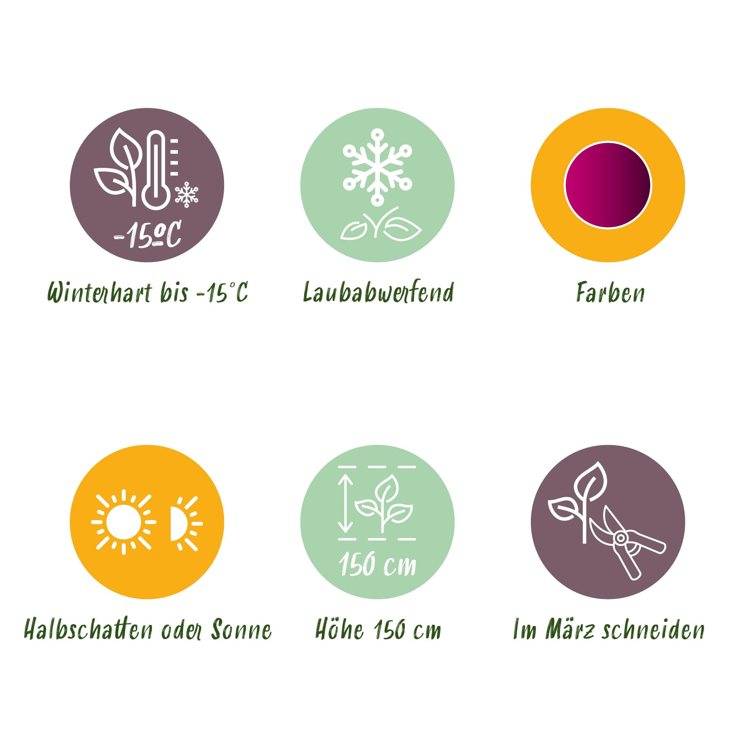 Japanse Esdoorn - Acer Palmatum Skeetsers Broom - Paars - Bladverliezend - Pot 19Cm Hoogte 70Cm - Afbeelding 6