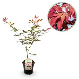 Japanse Esdoorn - Acer Palmatum Sumi-Nagashi - Rood - Bladverliezend - Pot 19Cm Hoogte 70Cm