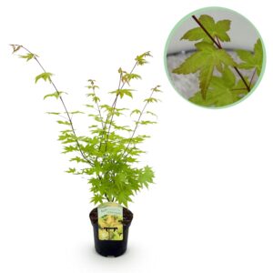 Japanse Esdoorn - Acer Palmatum Summergold - Geel - Bladverliezend - Pot 19Cm Hoogte 70Cm