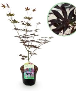 Japanse Esdoorn - Acer Palmatum Trompenburg -Donker Paars - Bladverliezend - Pot 19Cm Hoogte 70Cm