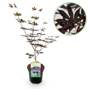 Japanse Esdoorn - Acer Palmatum Trompenburg -Donker Paars - Bladverliezend - Pot 19Cm Hoogte 70Cm