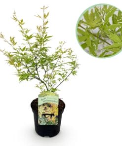 Japanse Esdoorn - Acer Palmatum Methamorphosa - Bladverliezend - Pot 19Cm Hoogte 70Cm