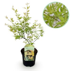 Japanse Esdoorn - Acer Palmatum Methamorphosa - Bladverliezend - Pot 19Cm Hoogte 70Cm