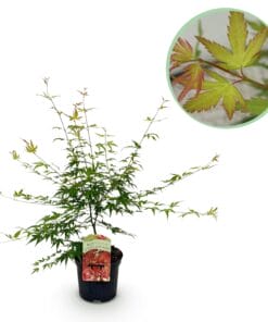 Japanse Esdoorn - Acer Palmatum Pink Dwarf - Roze - Bladverliezend - Pot 19Cm Hoogte 70Cm