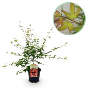 Japanse Esdoorn - Acer Palmatum Pink Dwarf - Roze - Bladverliezend - Pot 19Cm Hoogte 70Cm