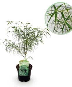 Japanse Esdoorn - Acer Palmatum Koto-No-Ito - Groen - Bladverliezend - Pot 19Cm Hoogte 70Cm